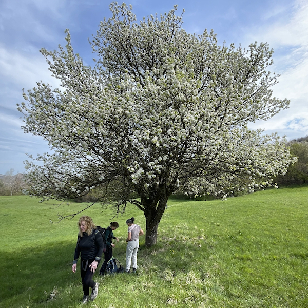 Spring in Val Borbera