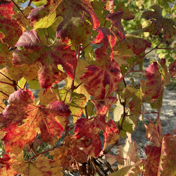 In the vineyards of Ovada